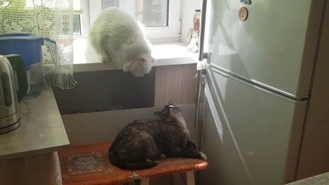 Леся и Сёма - "Сказала, отвяжись"!!! смотреть онлайн