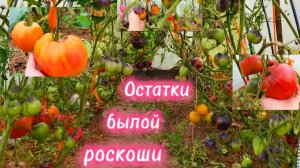 27.08.2025.Томатный сезон подходит к концу.И радостно и грустно.Но помидорки ещё есть.😉