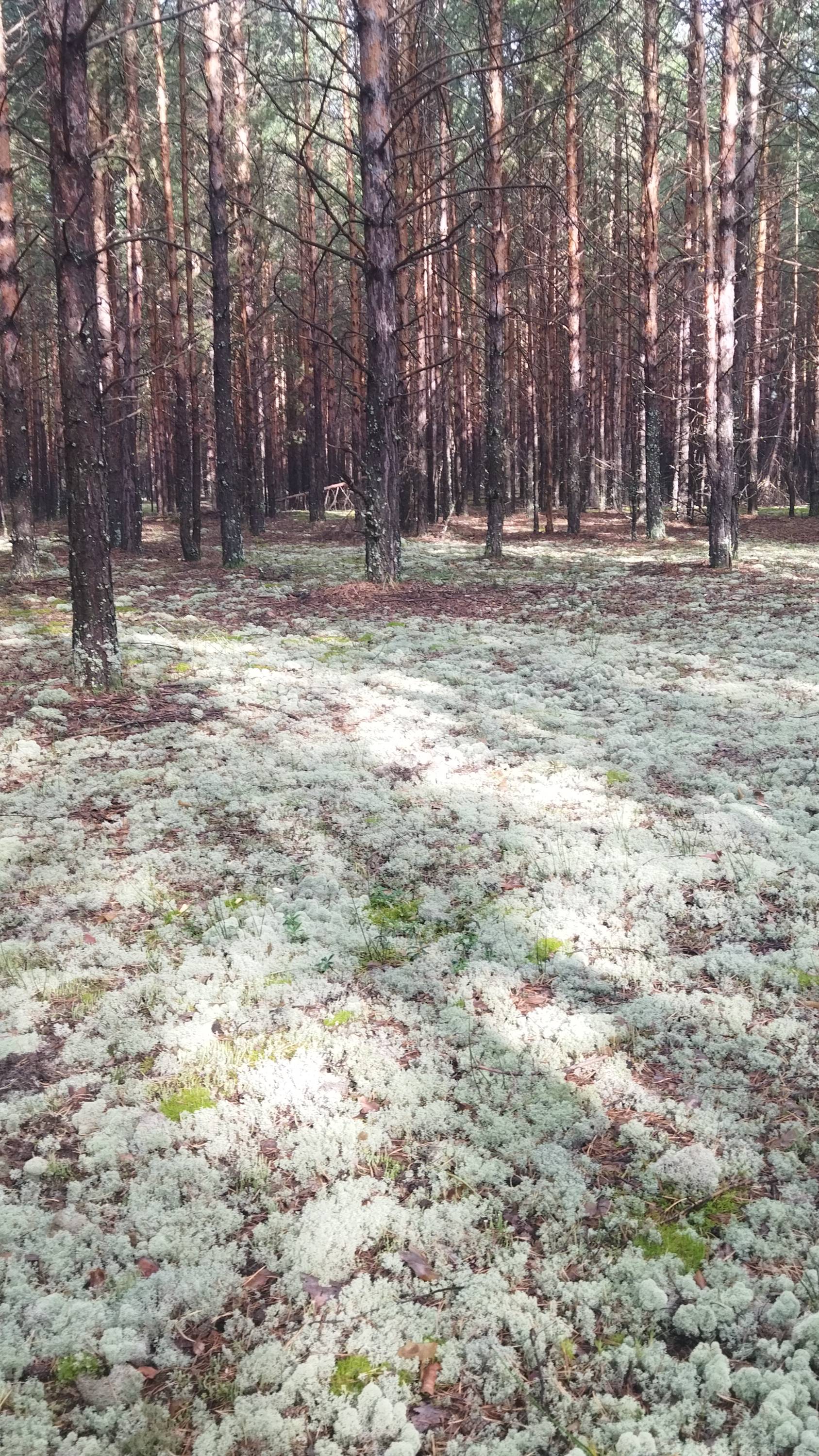 ГРИБЫ НА ДОРОГЕ смотреть онлайн