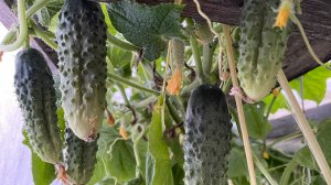 Обзор огурцов, какие сорта понравились? Увеличиваем урожай огурцов до самых заморозков!