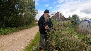 Живой чай из листьев облепихи и мяты