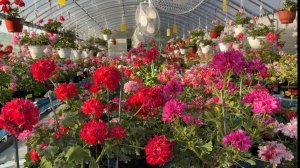 Обзор звездчатых пеларгоний (стелларов), формозумов и медуз. 27.08.2025 г.