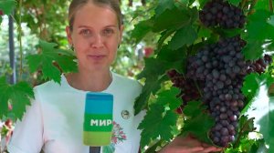 Гигантский виноград вырастили в Беларуси