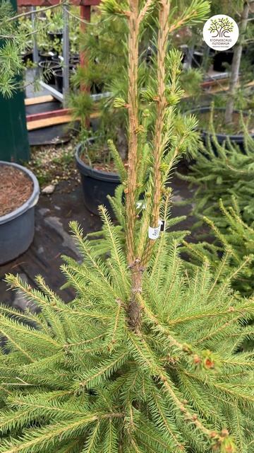 Весенняя обрезка елки смотреть онлайн