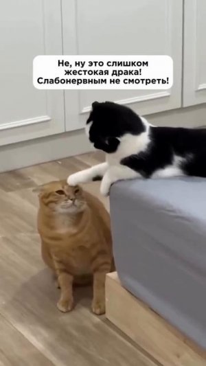 жестокая драка