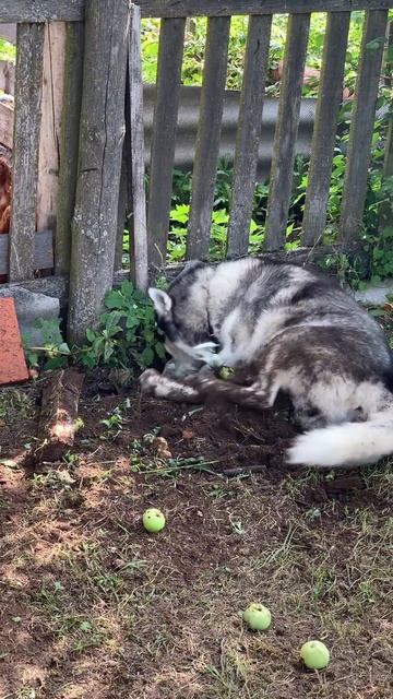 Большие раскопки #хаски #щенок #собака #домашниеживотные #БрюликиЛиска #dog смотреть онлайн