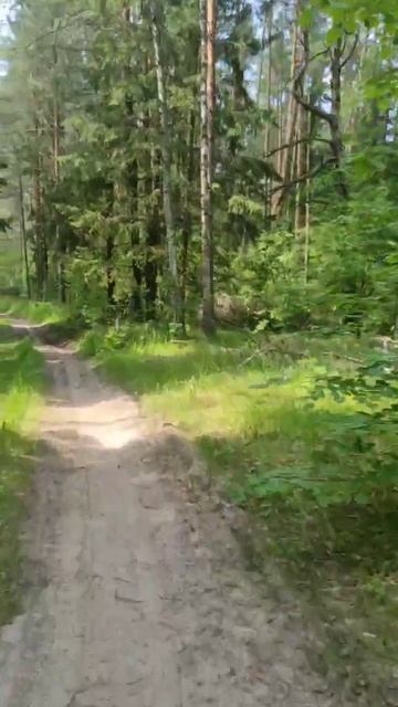 Прогулки по лесу смотреть онлайн