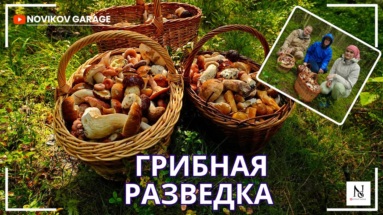 Грибная разведка 26 августа 2025. Всеволожский район.