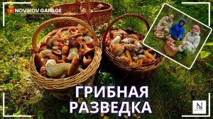 Грибная разведка 26 августа 2025. Всеволожский район.