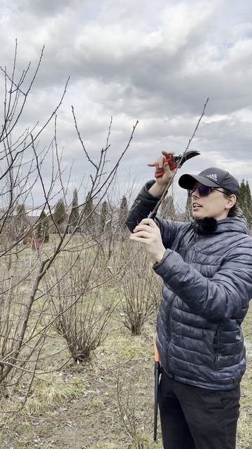 Обрезка, часть 6, вишня смотреть онлайн