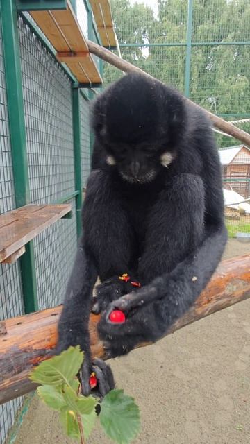 Гиббон Билли завтракает смотреть онлайн