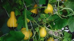 Выращивание, Уход и Размножение Декоративной Тыквы - Груша, Турчанка, Учики Кури, Гриб.
