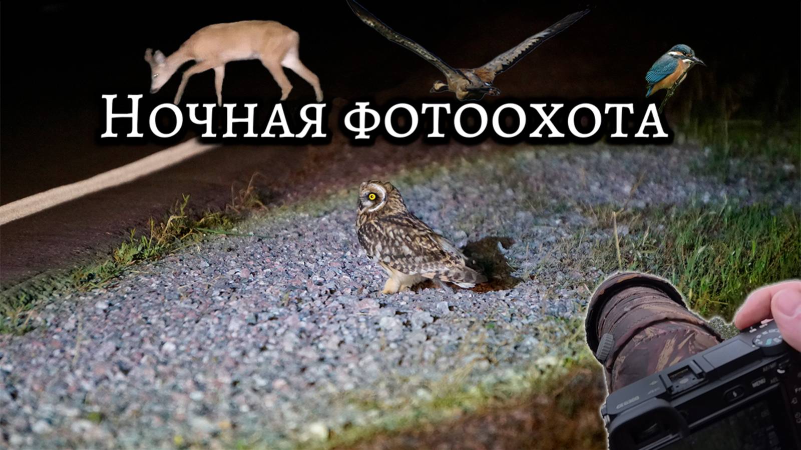 Ночная фотоохота | совы | лисы | журавли | зимородок | рыбалка Nighttime Photo Hunt Owls Kingfisher