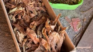 Табак-этапы переработки