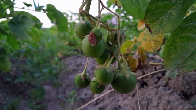 Последние деньки июля