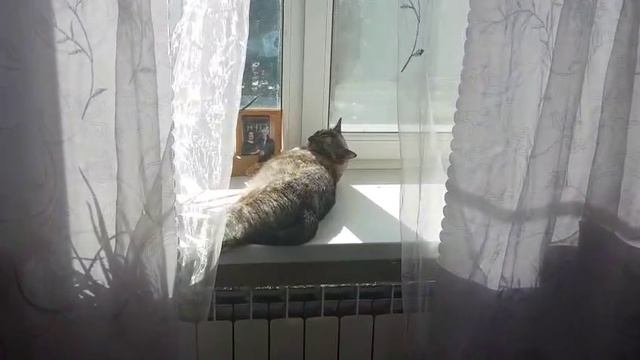 Леся и Сёма - Тебе подоконник и мне - подоконник! смотреть онлайн