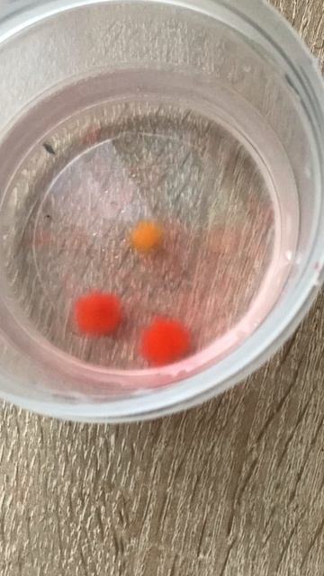 Как растут орбисы.