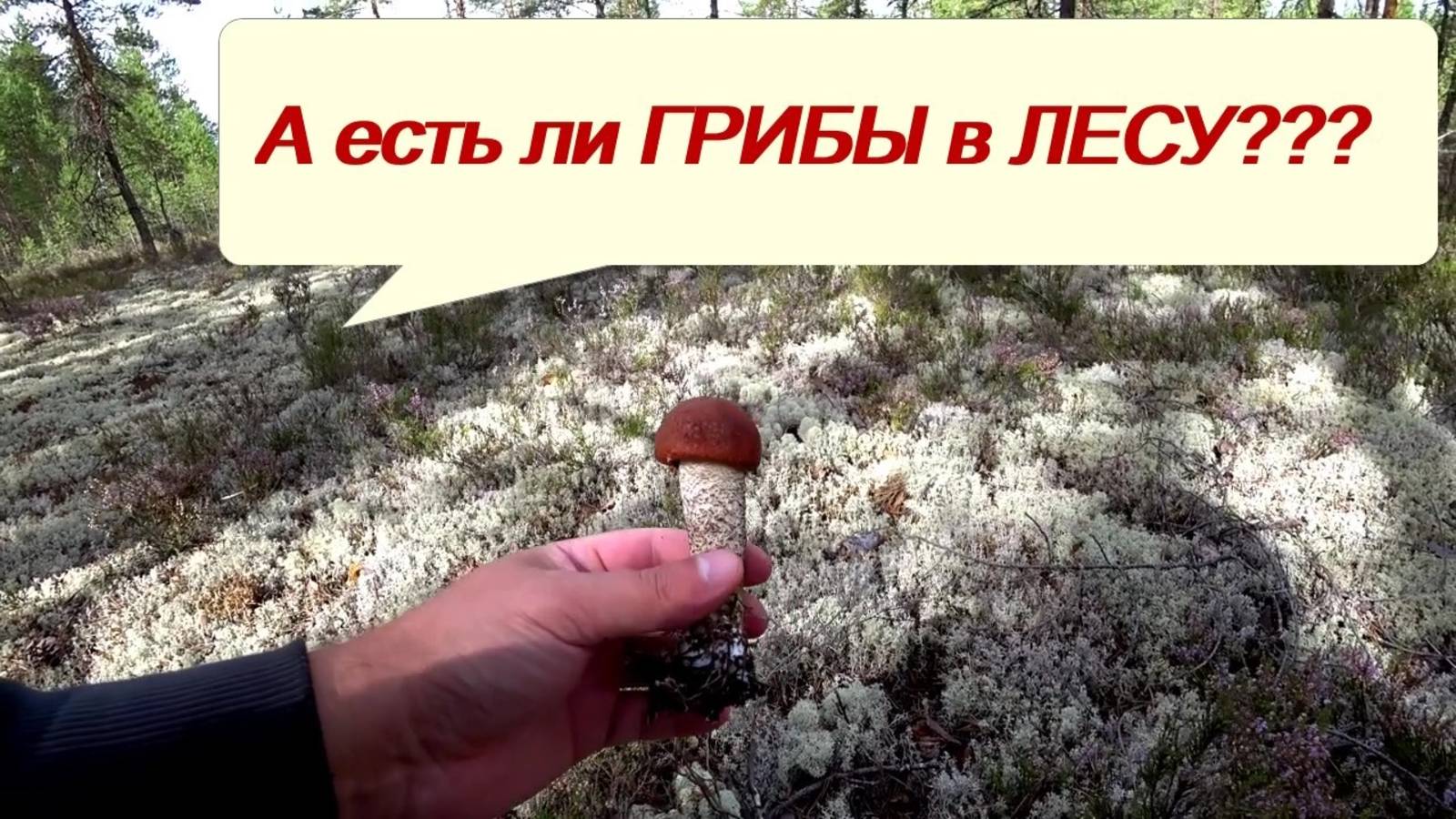 На разведку, за ГРИБАМИ! РЫБАЛКА! смотреть онлайн