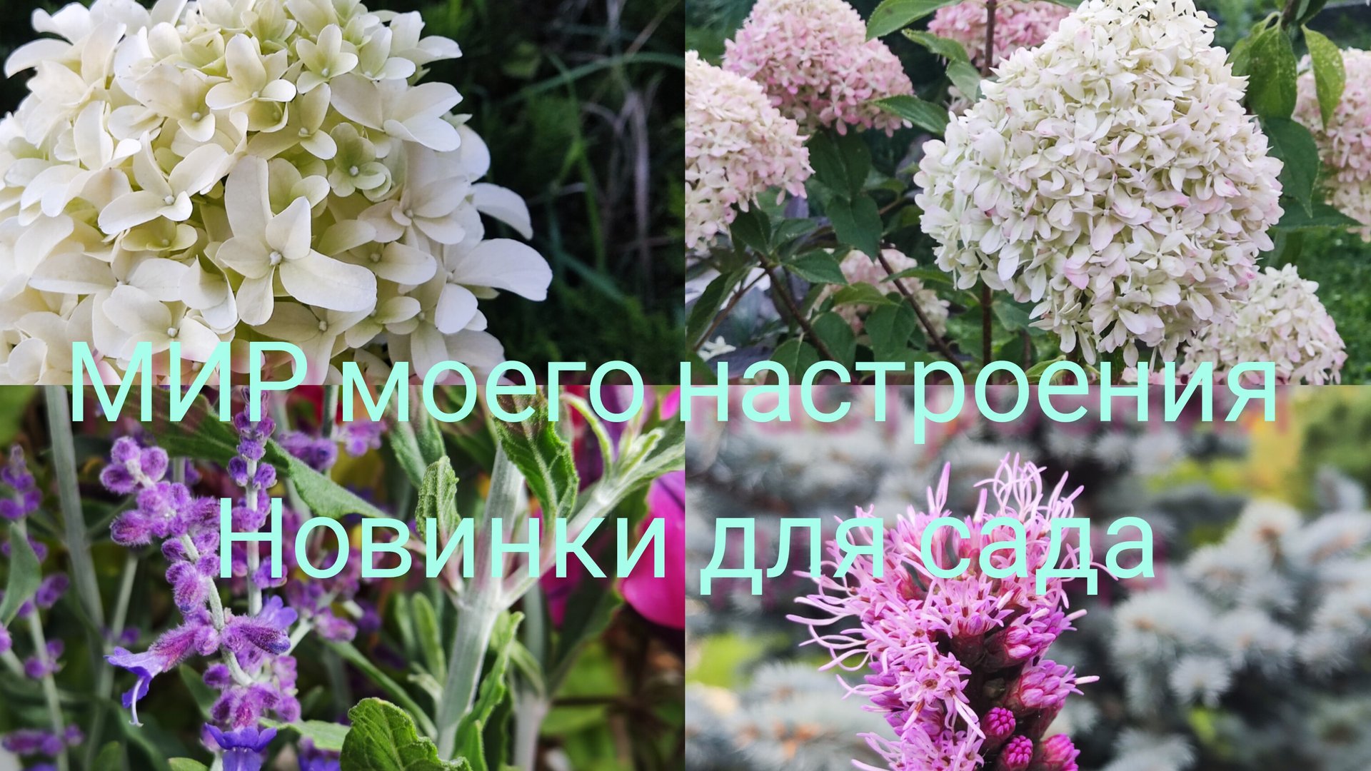 23.08.25 Дача.Новые Туи и Гортензии для сада . смотреть онлайн