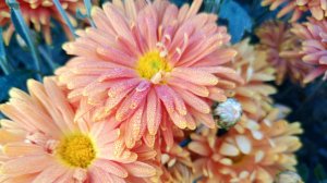 Рыжик. Самая ранняя хризантема из моей коллекции.