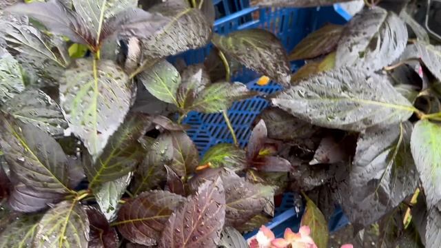 Гортензии и др. многолетники на август-сентябрь 2025 смотреть онлайн