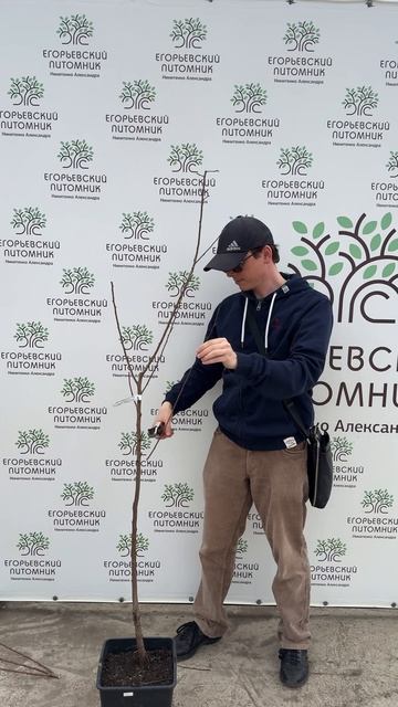 Обрезка абрикосов смотреть онлайн