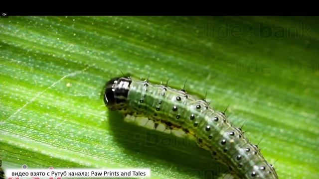 «Агрономические чтения». Выпуск 1. Влияние температур на инсектициды. смотреть онлайн