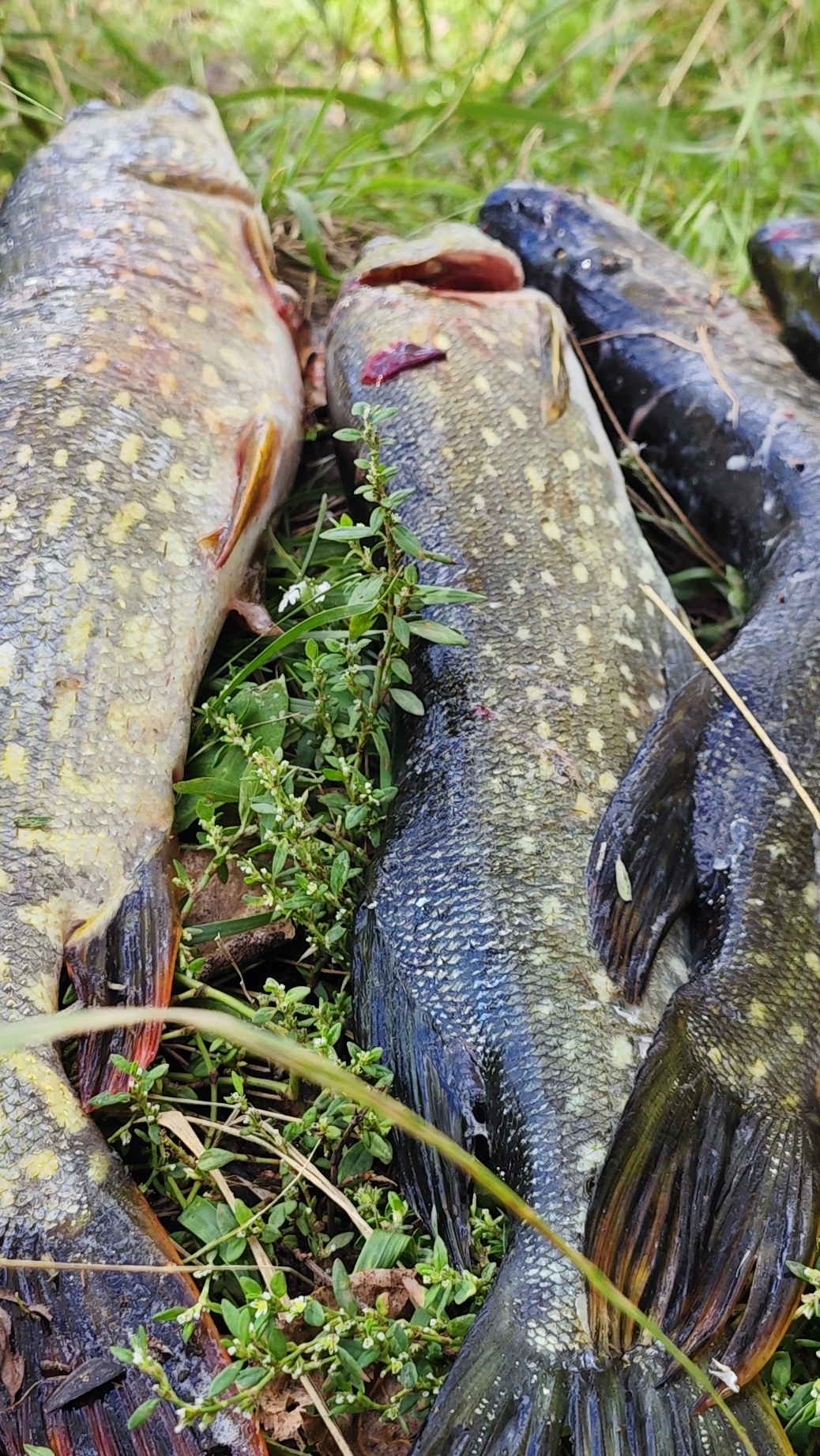 ПЕРВАЯ ЗУБАСТАЯ