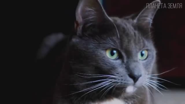 Интересные факты о кошках-история появления смотреть онлайн