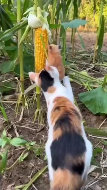 В поход за кукурузой смотреть онлайн