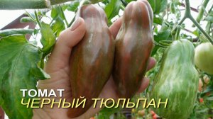 Томат ЧЕРНЫЙ ТЮЛЬПАН. Обзор сортов ТОМАТОВ!