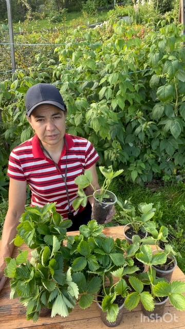 Готовлю рассаду клубники к продаже #клубника #рассада #продажа смотреть онлайн