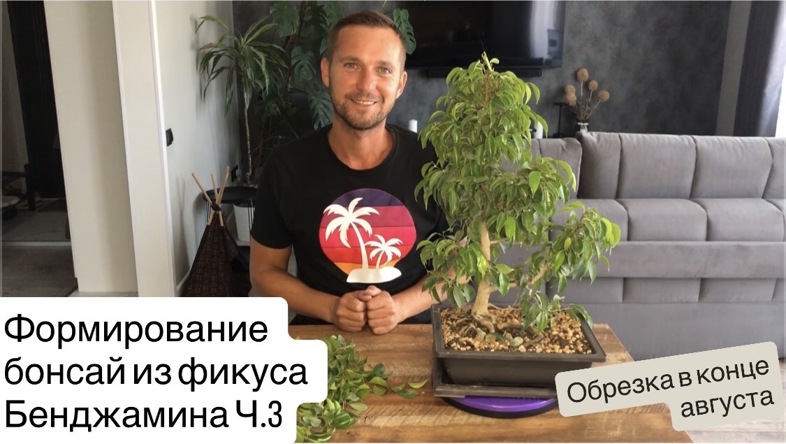Формирование бонсай из фикуса Бенджамина Ч.3 Коротко об уходе смотреть онлайн