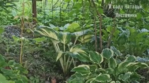 Дача 23-24 августа. Борюсь со слизнями, рассаживаю сеянцы мартагонов, наблюдаю за фауной