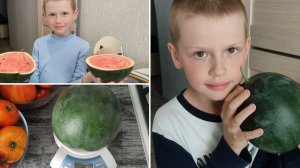 Вырастили арбуз на балконе. Арбуз Шуга Бейби.