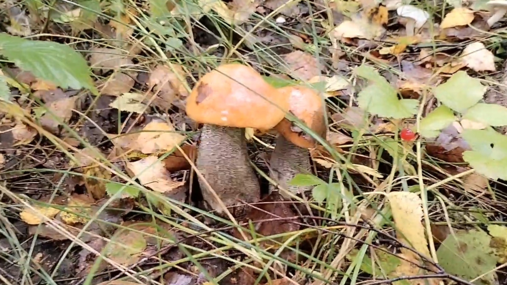 Кто куда, а мы с Михалычем за грибами. 24-08-2025 смотреть онлайн