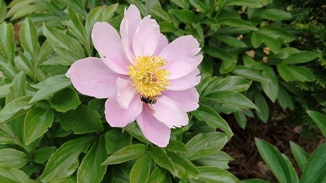 Что это то за сиреневый пион у меня живёт? Угадаем сорт? смотреть онлайн