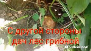 Грибы на даче