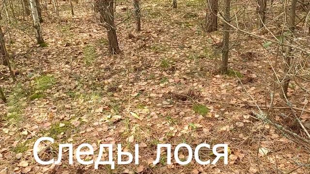 Наша августовская грибалка 2025 г смотреть онлайн