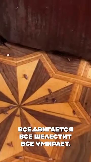 Герадез – ваш надёжный эксперт в борьбе с тараканами!