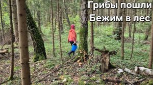 Говорят ПОШЛИ ГРИБЫ. Бегом в лес,что нашли.Грибной суп и пирог с изюминкой