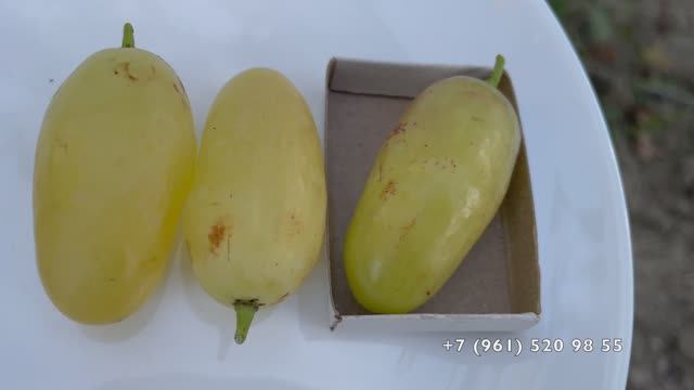 Виноград Мальчик с пальчик Калугина В.М. 26.08.25год, Новороссийск