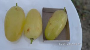 Виноград Мальчик с пальчик Калугина В.М. 26.08.25год, Новороссийск