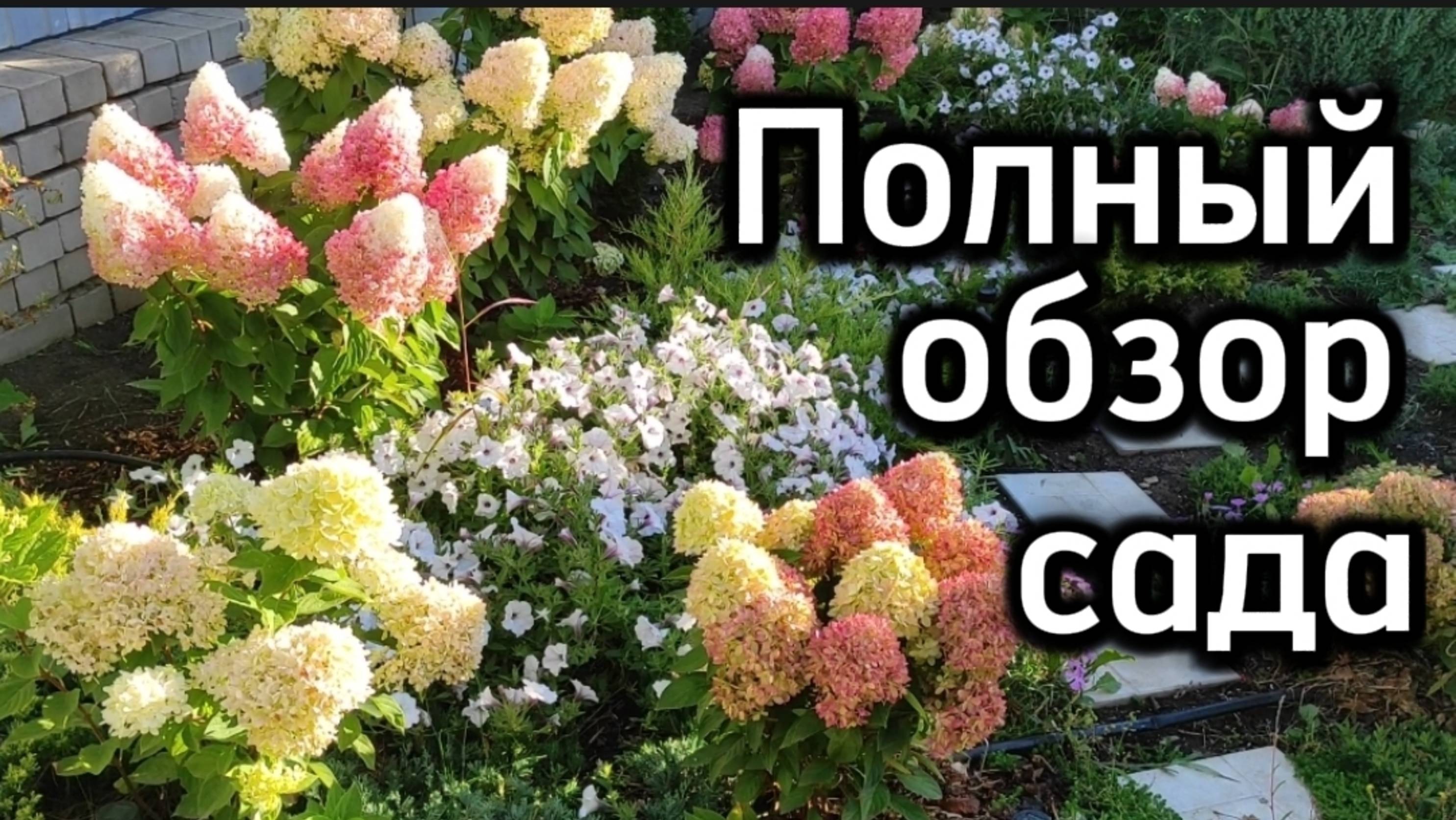 Хризантемы, гортензии, петуния, розы... смотреть онлайн