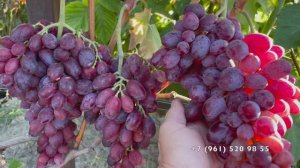 Виноград Мирай Калугина В.М. 26.08.25 год Новороссийск.