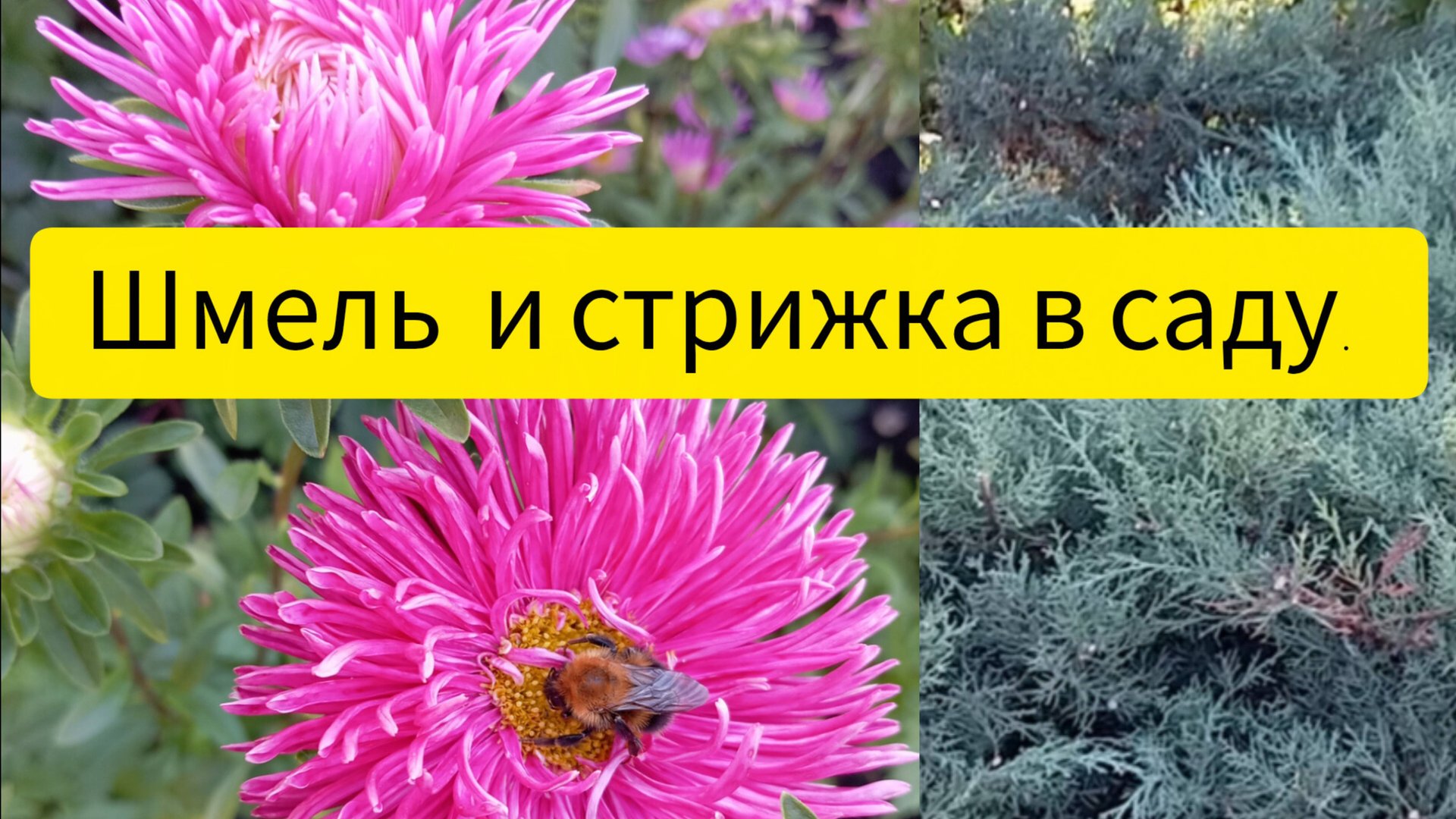 Шмель и стрижка в саду. смотреть онлайн