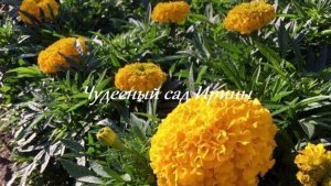 Чудесный сад Ирины. Бархатцы Антигуа