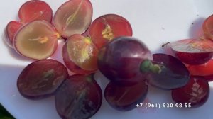 Виноград Велетень Писанка О.М. 27.08.25 год, Новороссийск.