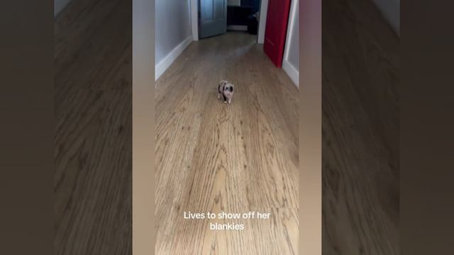 😆СБОРНИК ПРИКОЛОВ С ЖИВОТНЫМИ ДО СЛЕЗ 4 часть 😆 смотреть онлайн