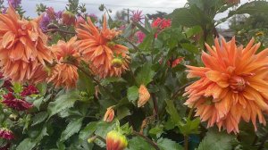 Какие цветы красивые в любую непогоду, а какие нет, в сравнении.